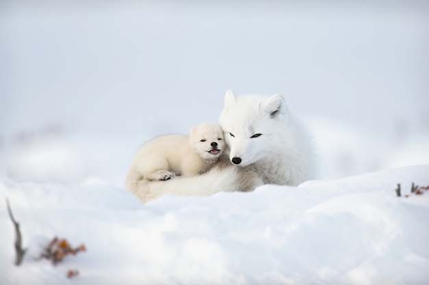 屋外のカブとかわいいキツネ