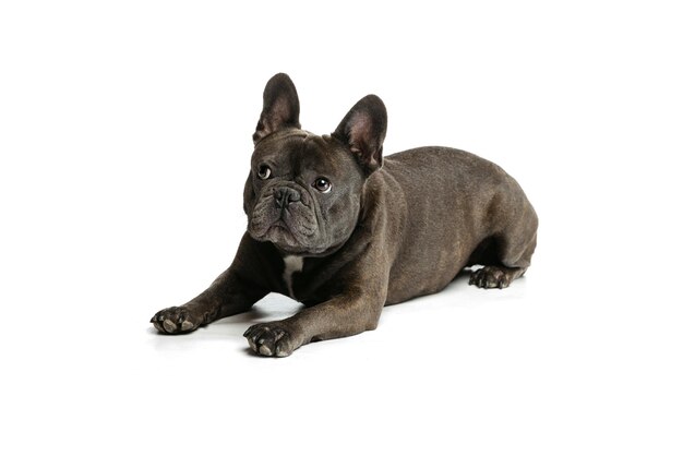 Cute French Bulldog lying on floor posing isolated over white studio background Concept of domestic animal