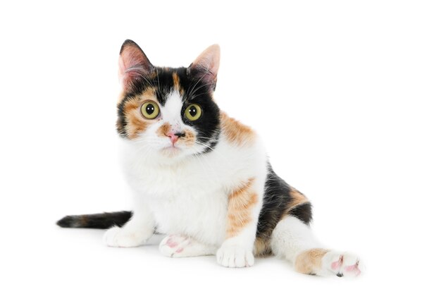 Cute furry disabled domestic cat sitting on a white surface with its legs open