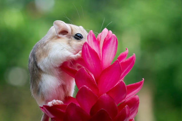 かわいいスナネズミの太い尾が赤い花を這う花のスナネズミの太い尾