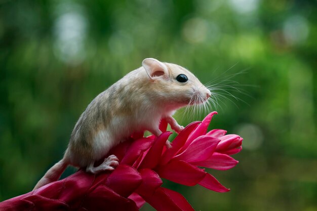 Cute gerbil fat tail crawls on red flower