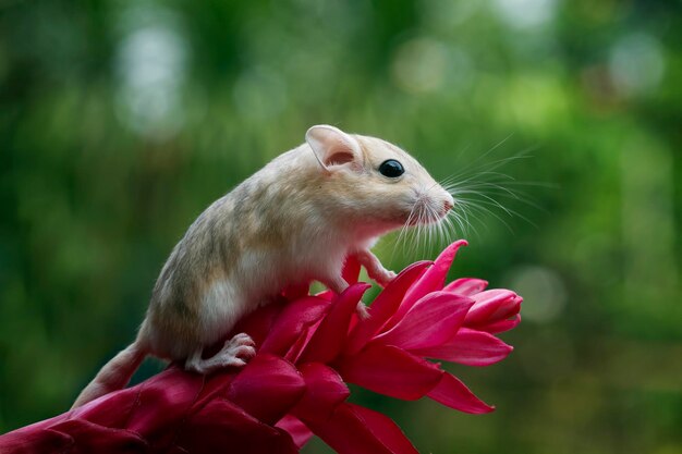 かわいいスナネズミの太った尾が赤い花を這う