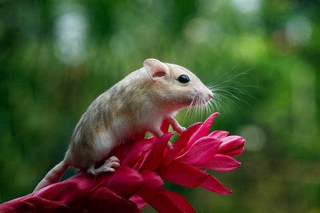 Cute gerbil fat tail crawls on red flower