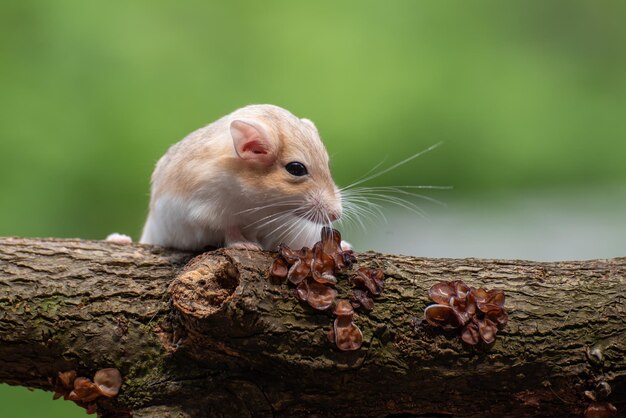 Cute gerbil fat tail crawls on tree Garbil fat tail closeup