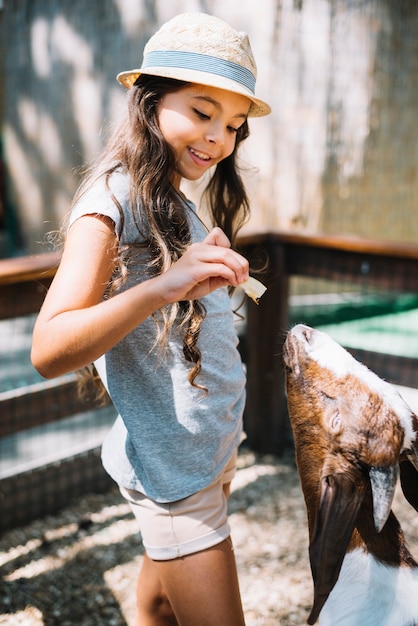 かわいい女の子が農場で山羊に食べ物を食べる