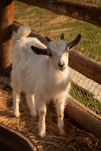 Free photo cute goat at farmhouse