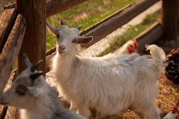 Free photo cute goats at farmhouse