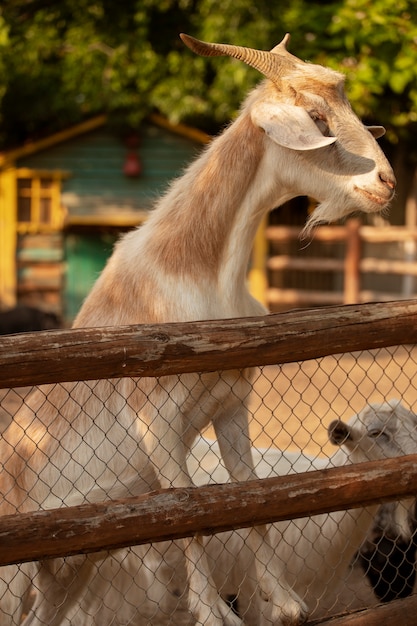 Free photo cute goats at farmhouse