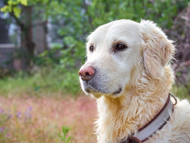 かわいいゴールデンレトリバー犬 無料の写真