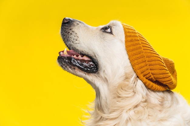 Simpatico cane golden retriever che indossa un cappello marrone isolato su giallo