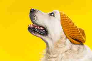 Free photo cute golden retriever dog wearing a brown hat isolated on yellow