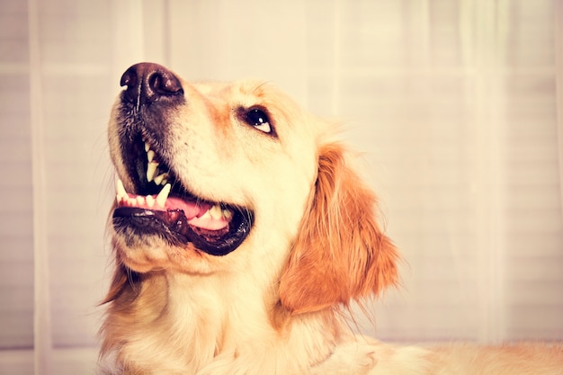 Free photo cute golden retriever dog.