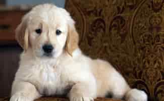 Free photo cute golden retriever puppy resting on the couch