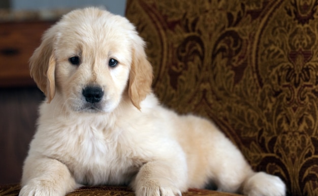 ソファで休んでいるかわいいゴールデンレトリバーの子犬