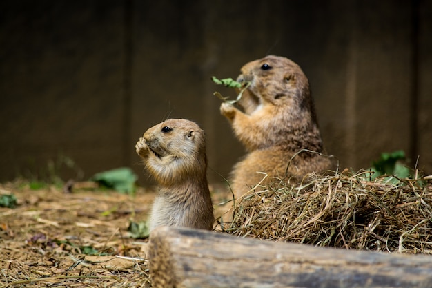 昼間にケージで乾いた草を食べるかわいいホリネズミ