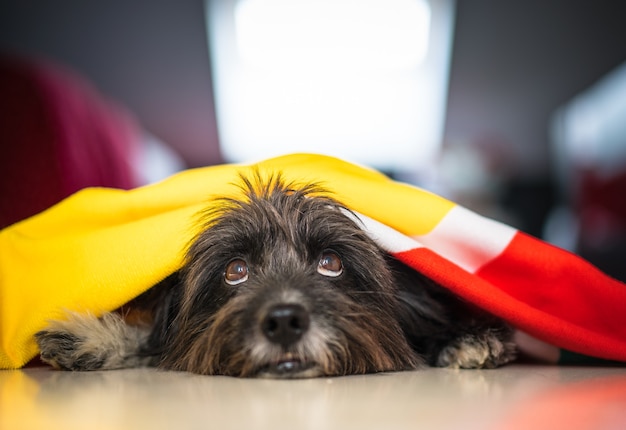 Cute gray Havanese dog laying 