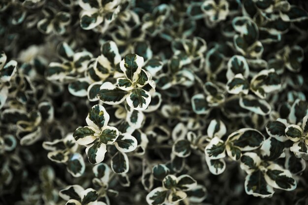 Cute green and white leaves