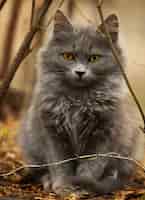 Foto gratuita simpatico gatto grigio che gioca in cortile