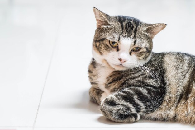 Cute grey cat