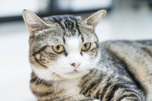 Cute grey cat