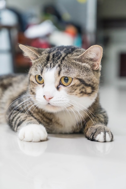 Cute grey cat