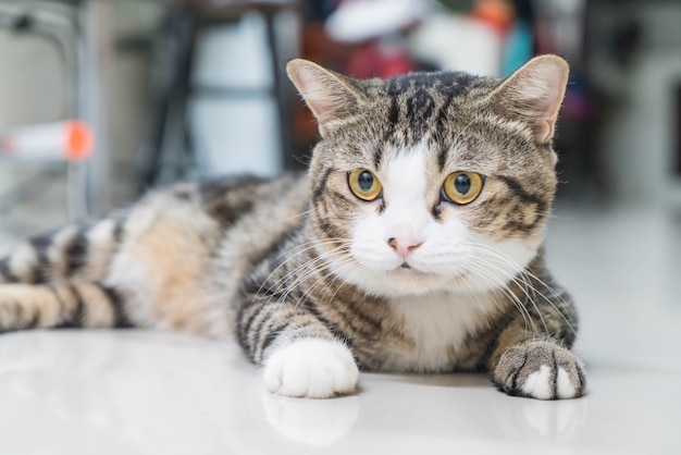 Cute grey cat