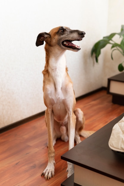 Free photo cute greyhound dog at home