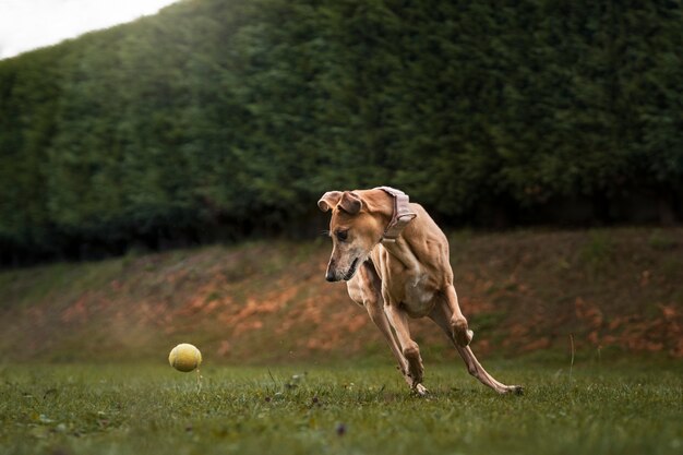 Cute greyhound dog playing outside