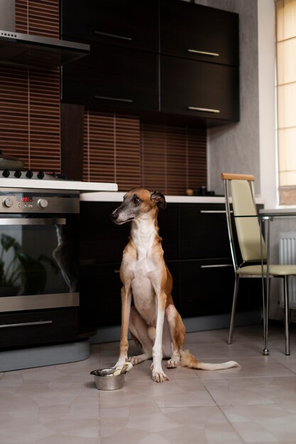 Cute greyhound dog sitting on floor