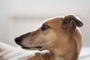 Free photo cute greyhound dog sitting indoors