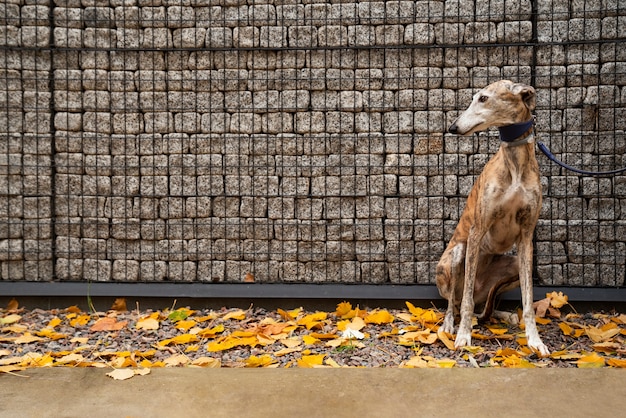 Cute greyhound dog sitting outdoors