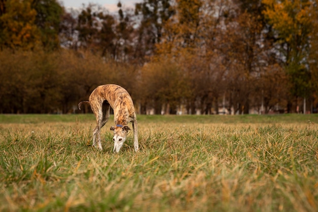 Foto gratuita simpatico cane levriero che trascorre del tempo in natura