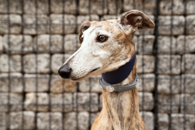 Foto gratuita simpatico cane levriero che trascorre del tempo all'aperto