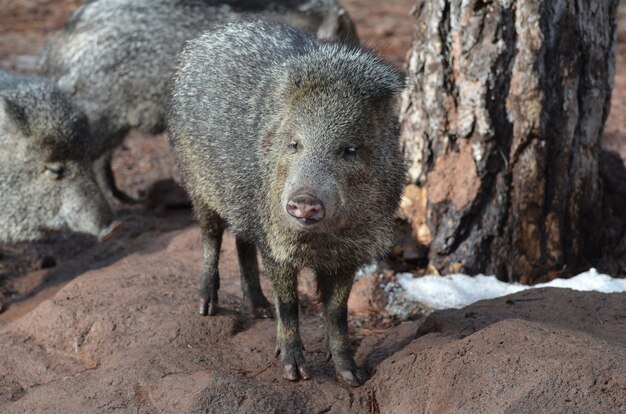 Cute group of skunk pigs in the wild