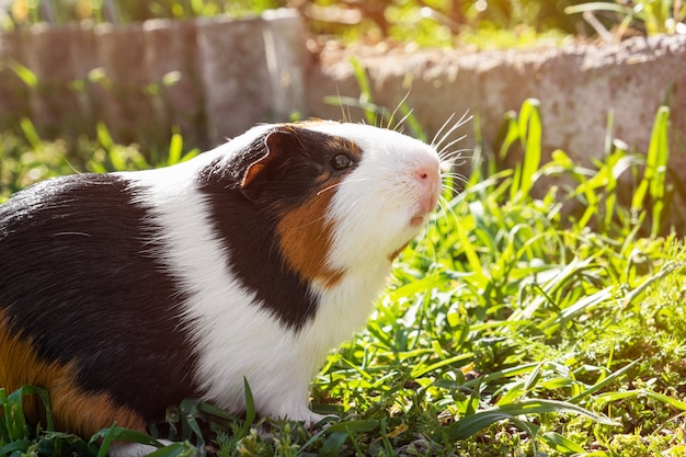 Cute guinea pig on green grass in the garden