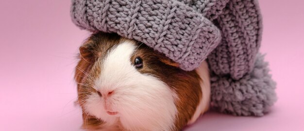 Cute guinea pig wearing hat