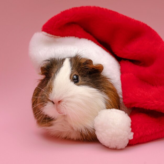 Cute guinea pig wearing red hat