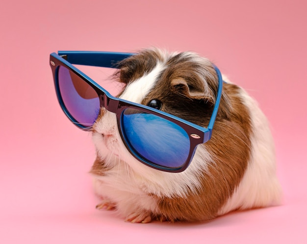 Милая морская свинка в солнцезащитных очках