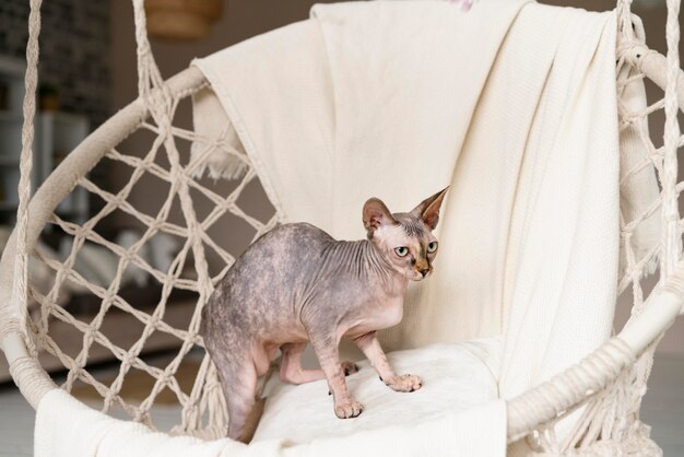 Cute hairless cat indoors