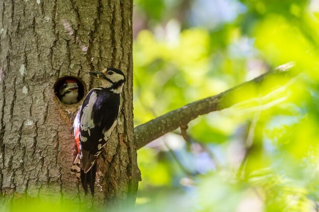 Cute hairy woodpecker feeding the baby woodpecker with insects