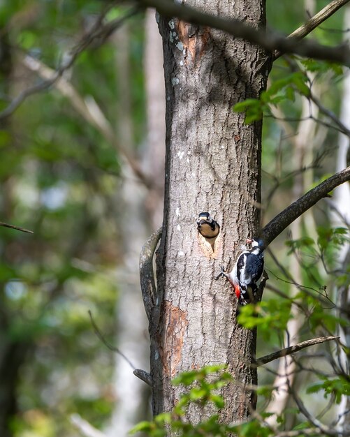 Cute hairy woodpecker feeding the baby woodpecker with insects