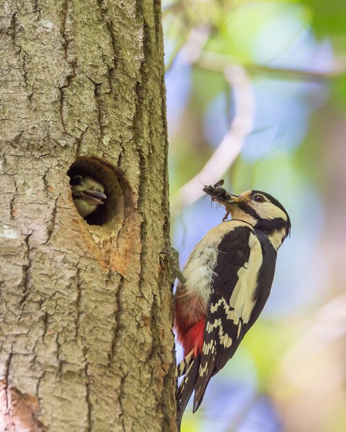 Cute hairy woodpecker feeding the baby woodpecker with insects