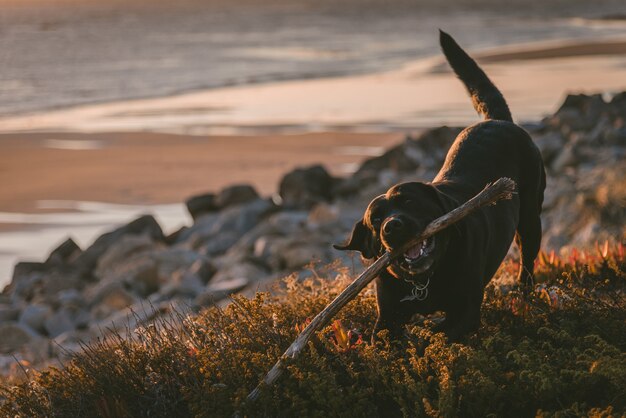 Cute and happy dog chewing on a stick