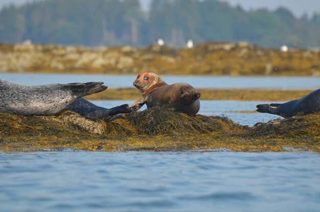 Cute harbor seal balancing on seaweed looking over his shoulder.