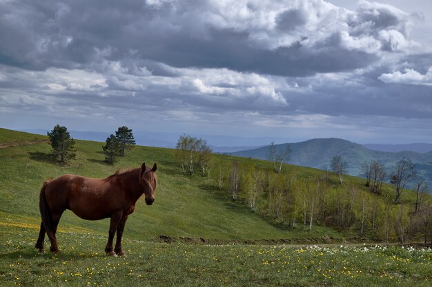 Cute horse hanging out in the middle of a mountainous scenery under the clear sky