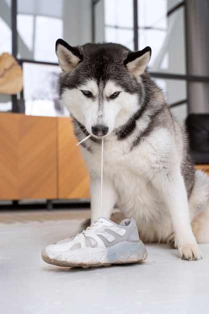 Cute husky dog biting shoelace