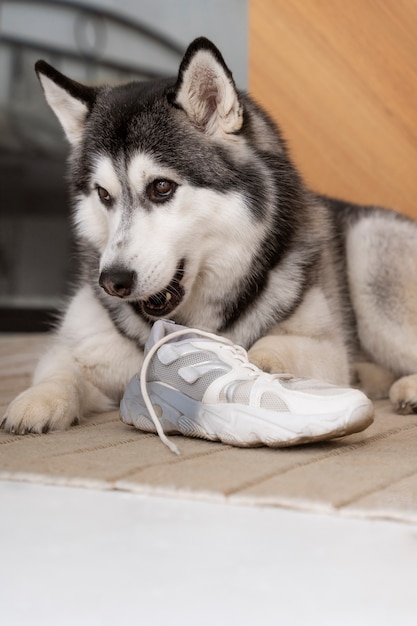 Cute husky dog playing with shoelace