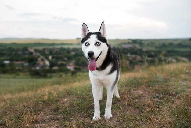 Cute husky spending time in nature