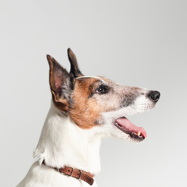 Foto gratuita carino jack russel terrier con la bocca aperta