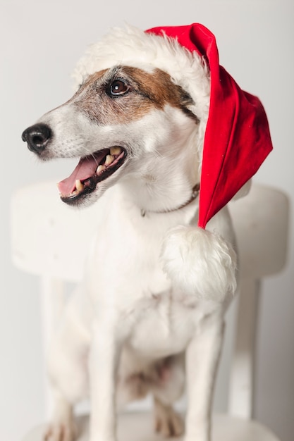 Cute jack russel wearing santa hat